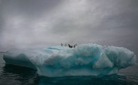 DIPLOME PCDD - PENGUINS ON ICE 2 - CONROY DERVILLE - ireland <div
